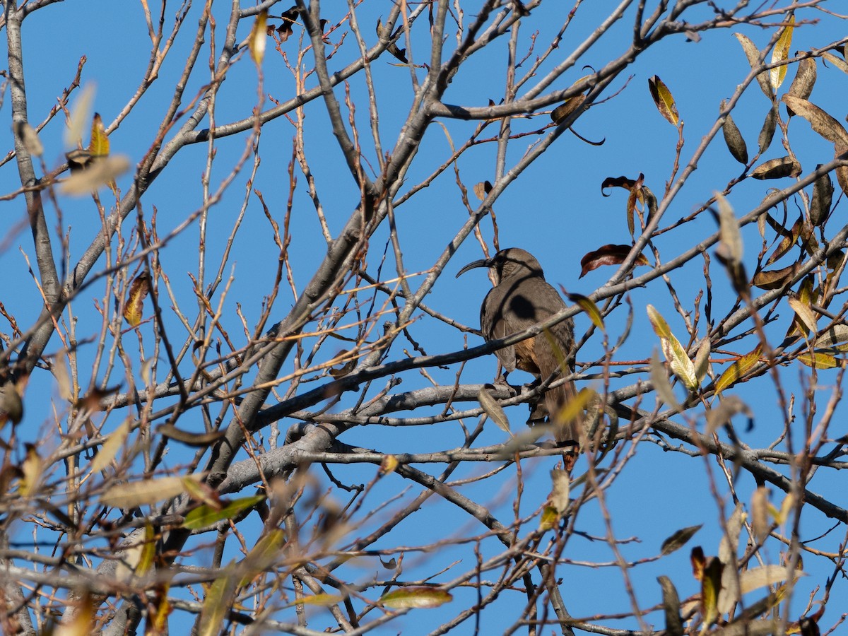 drozdec kalifornský - ML646256794