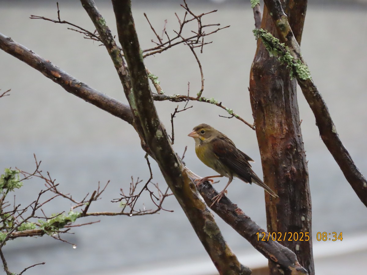 Dickcissel - ML646256795