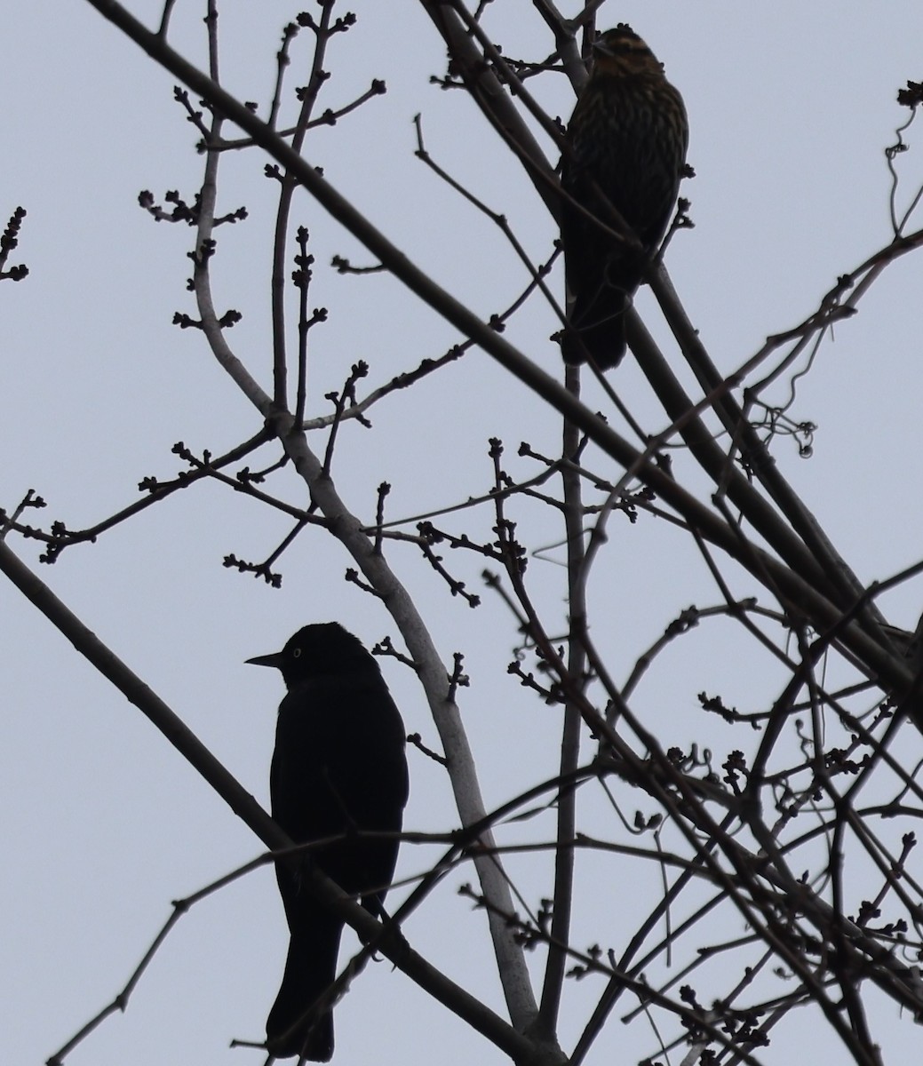 Red-winged Blackbird - ML646256797