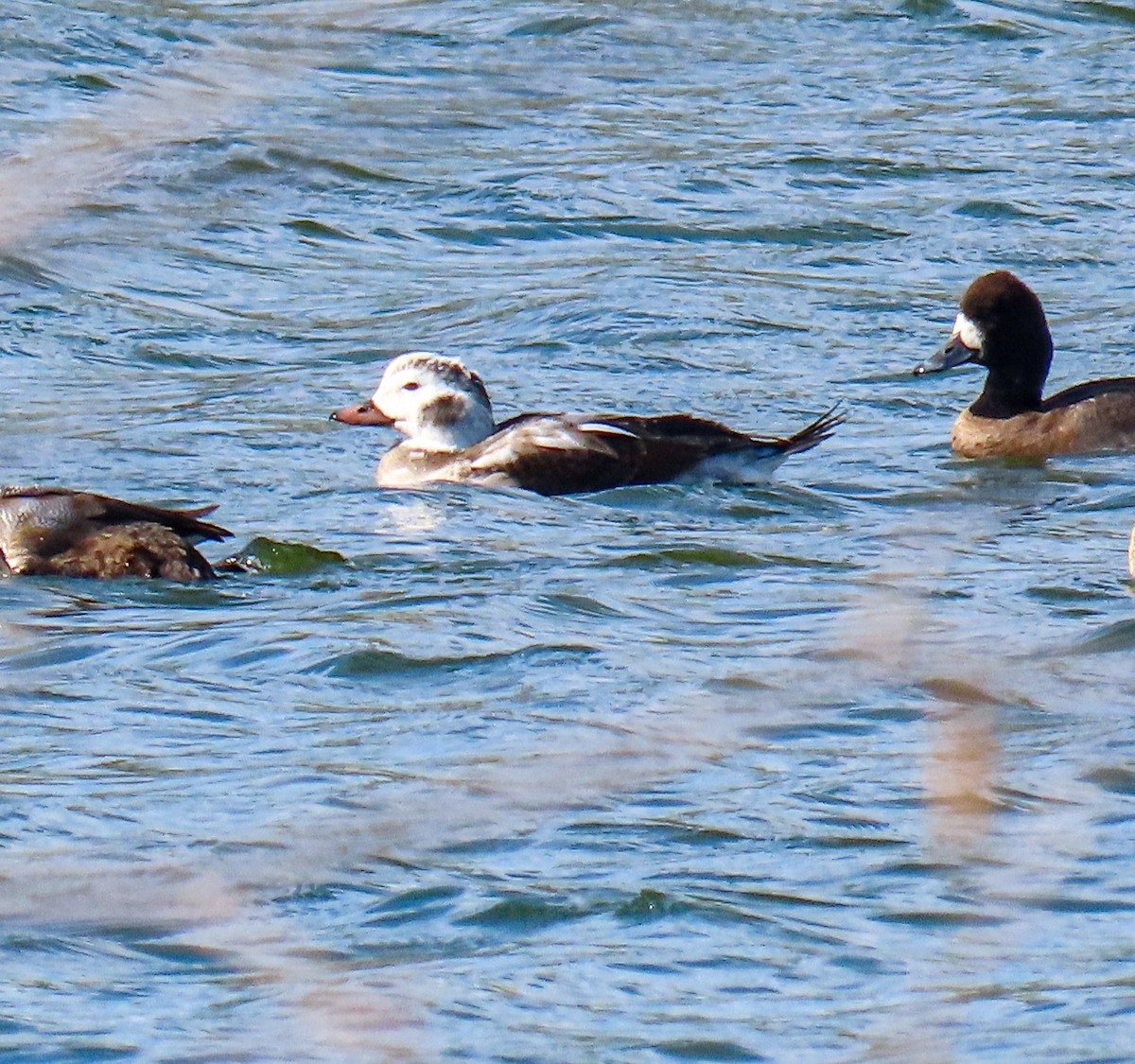 Long-tailed Duck - ML646256802