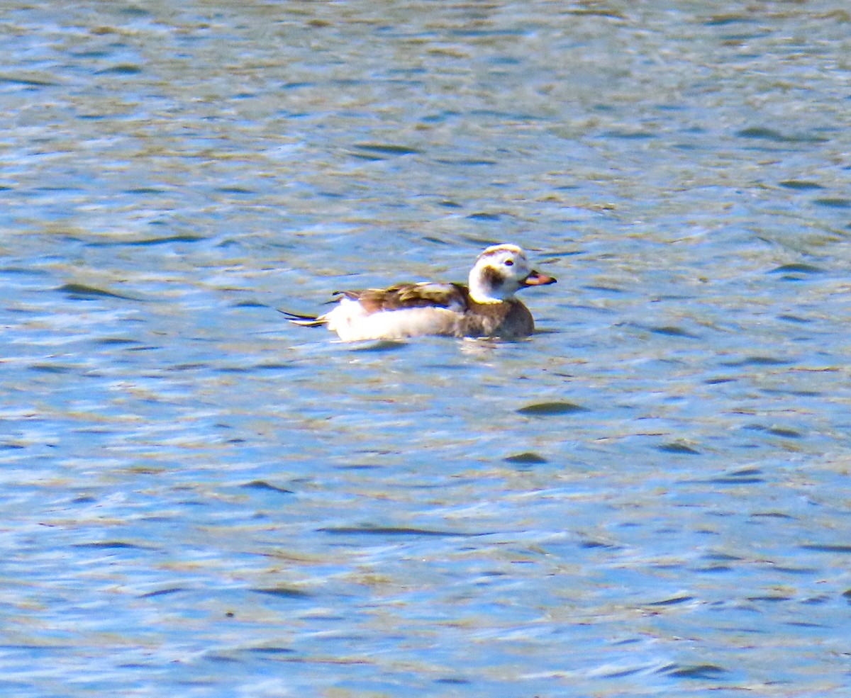 Long-tailed Duck - ML646256803