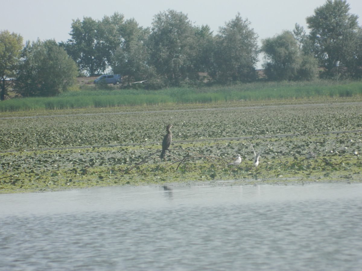 Ubarroi txikia - ML646256804