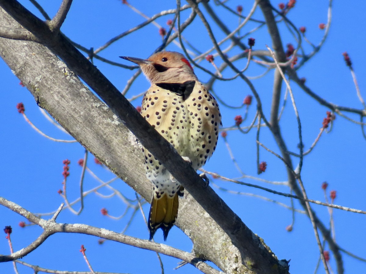 Northern Flicker - ML646256805