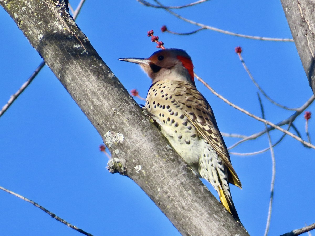 Northern Flicker - ML646256806