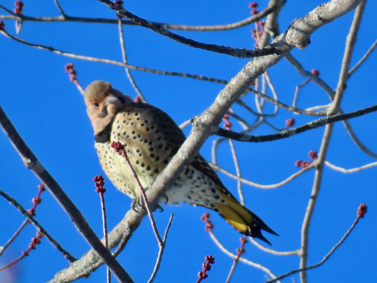 Northern Flicker - ML646256807