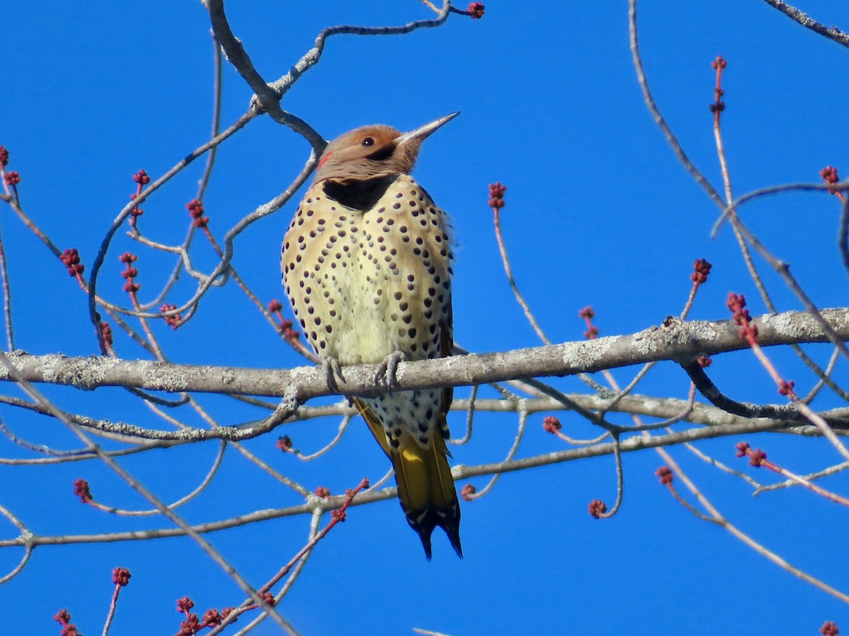 Northern Flicker - ML646256808