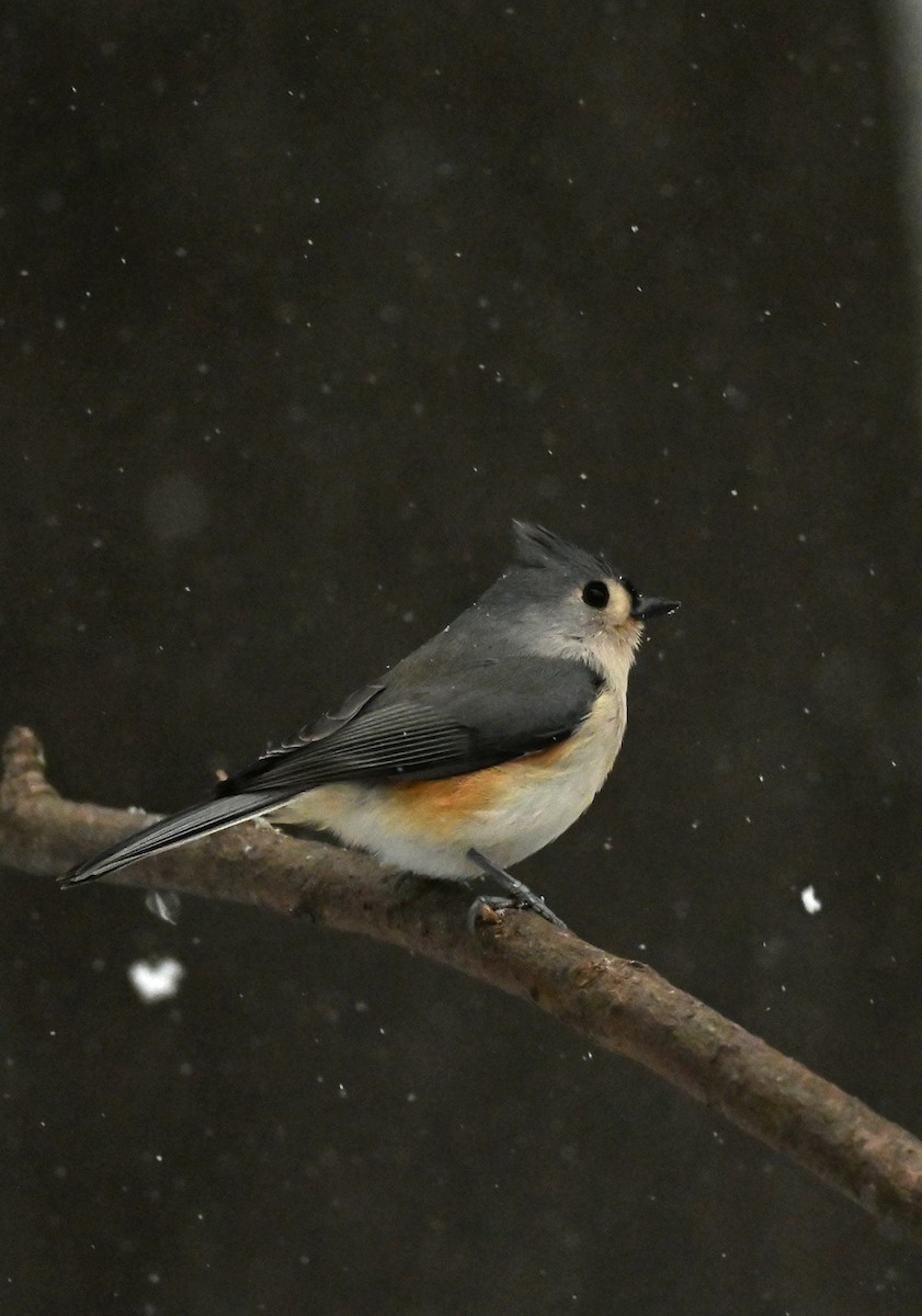 Grauhäubchenmeise - ML646256812