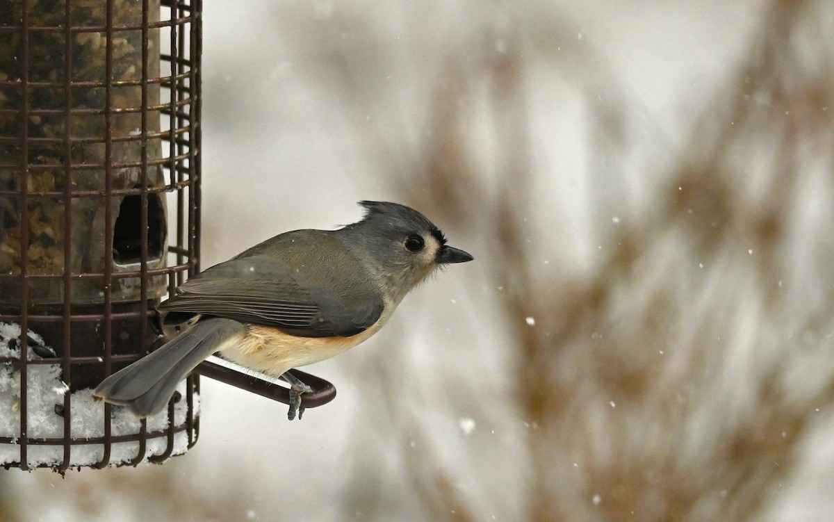 Grauhäubchenmeise - ML646256813