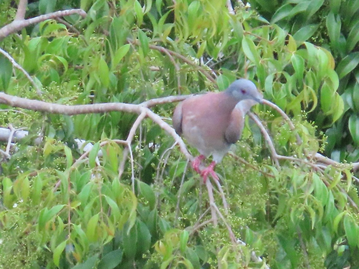 Paloma Colorada - ML646256815