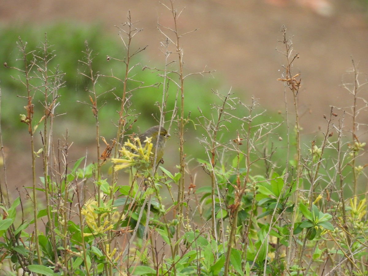 kanár divoký - ML646256818