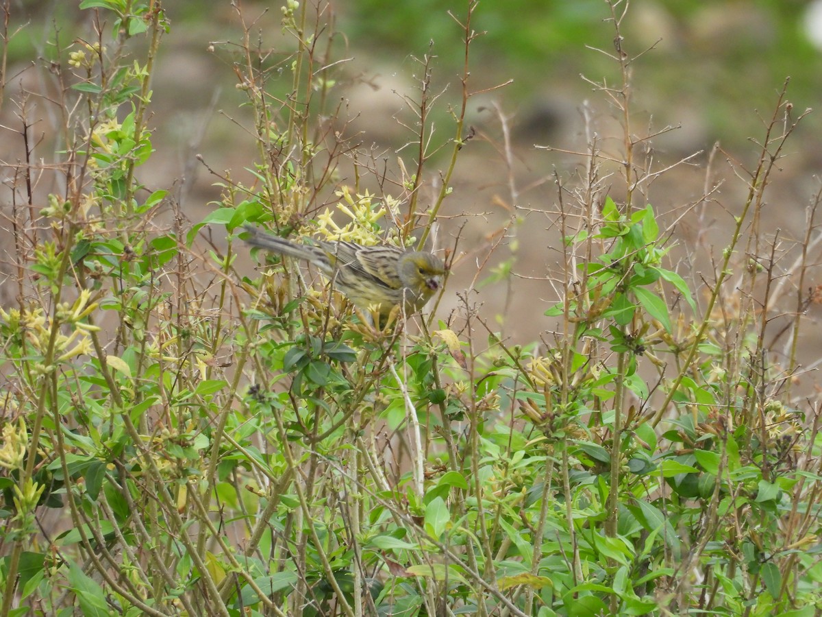 kanár divoký - ML646256819