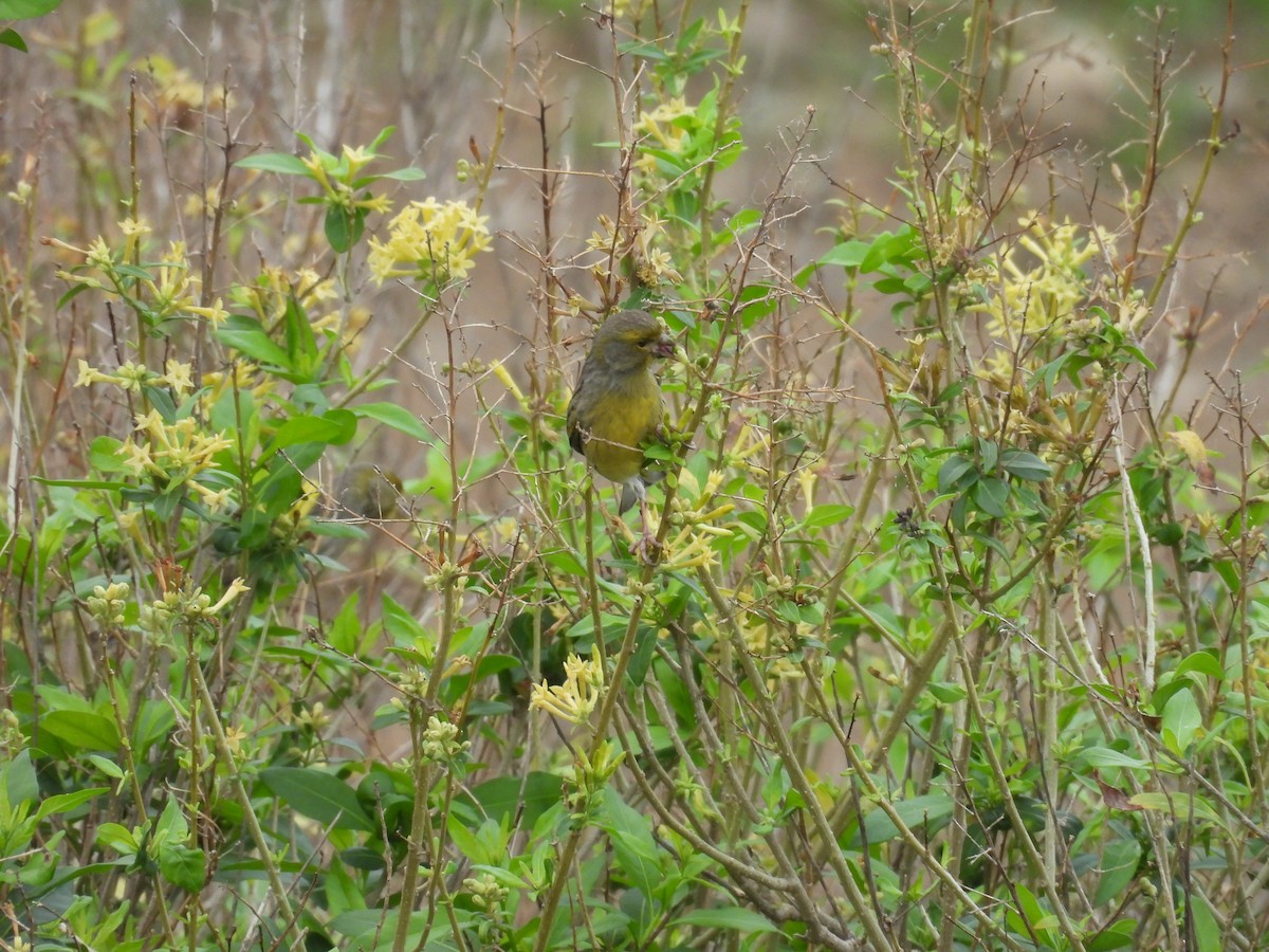 kanár divoký - ML646256820