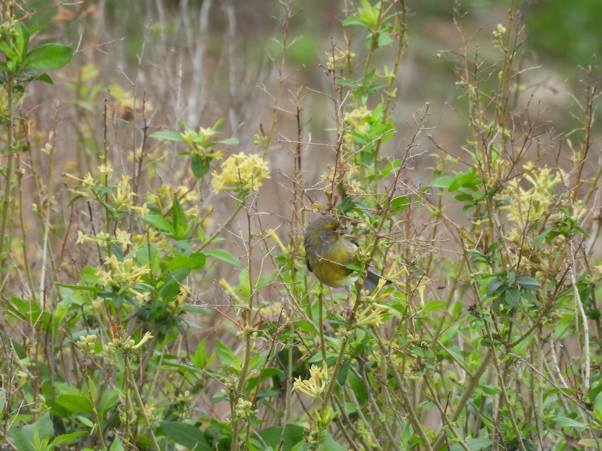 kanár divoký - ML646256821