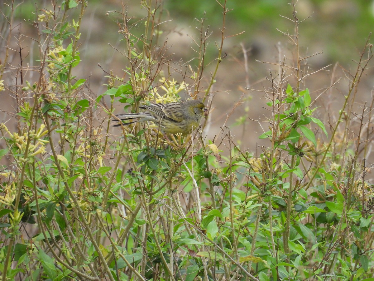 kanár divoký - ML646256822