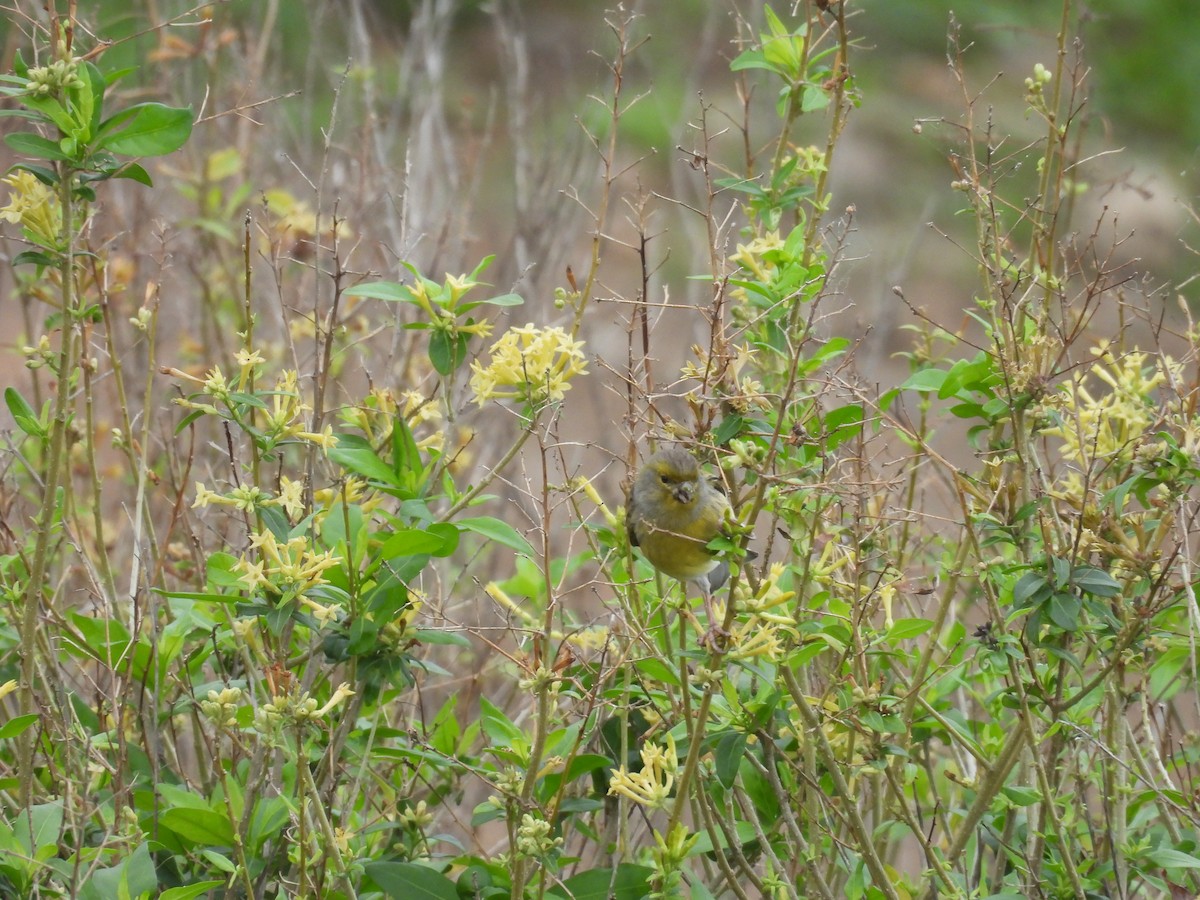 kanár divoký - ML646256823