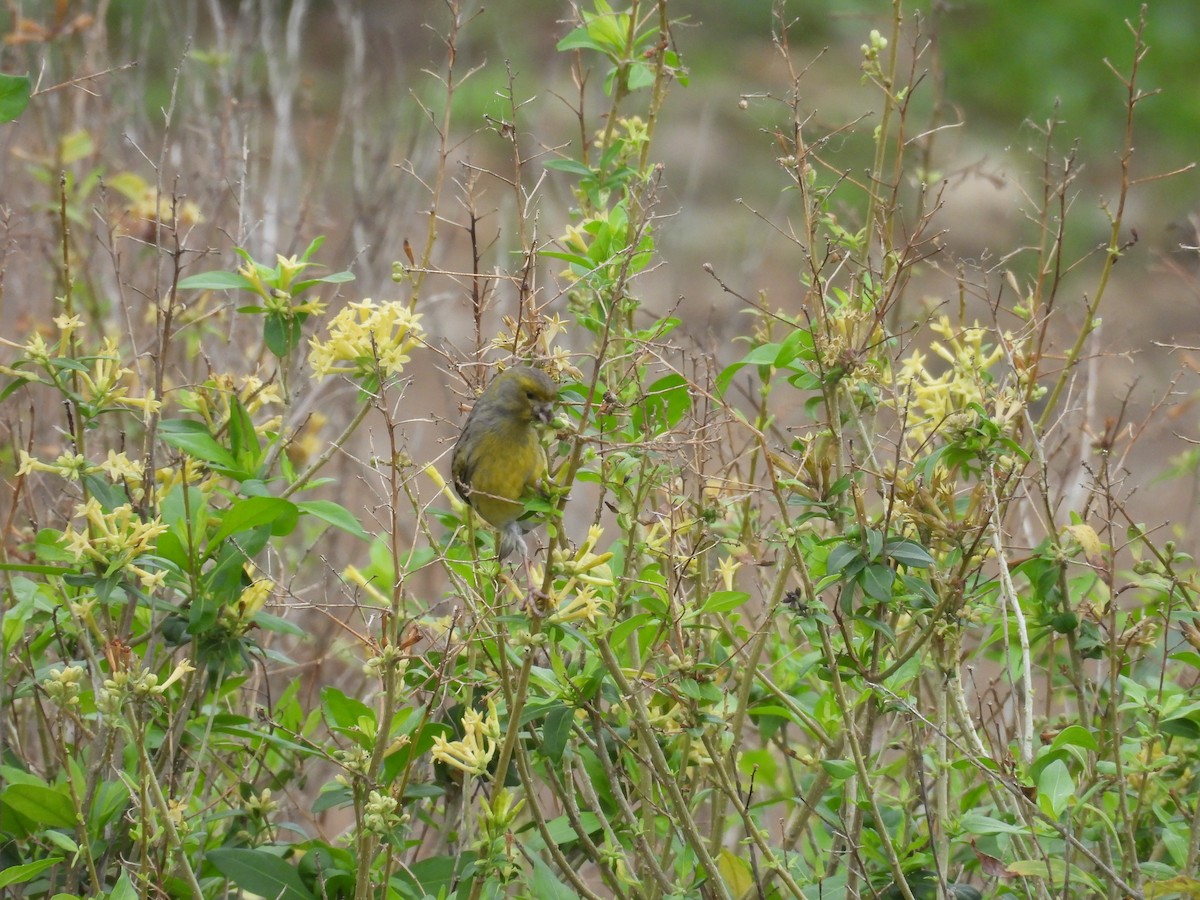 kanár divoký - ML646256824