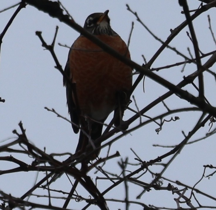 American Robin - ML646256838