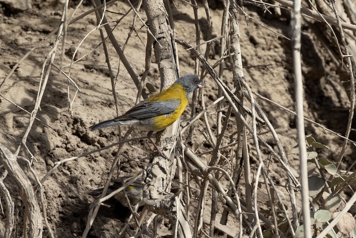 Gray-hooded Sierra Finch (gayi/caniceps) - ML646256839