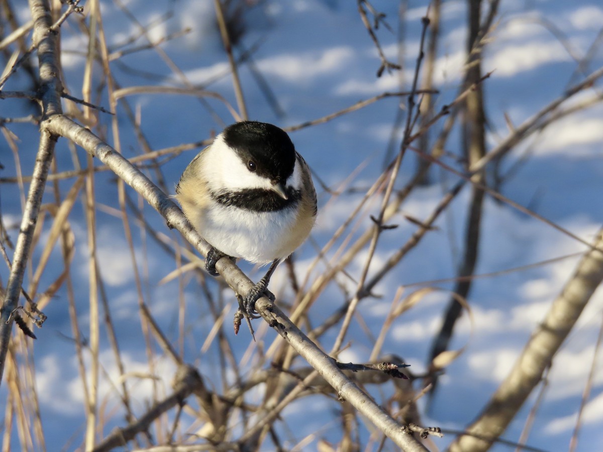 Black-capped Chickadee - ML646256840