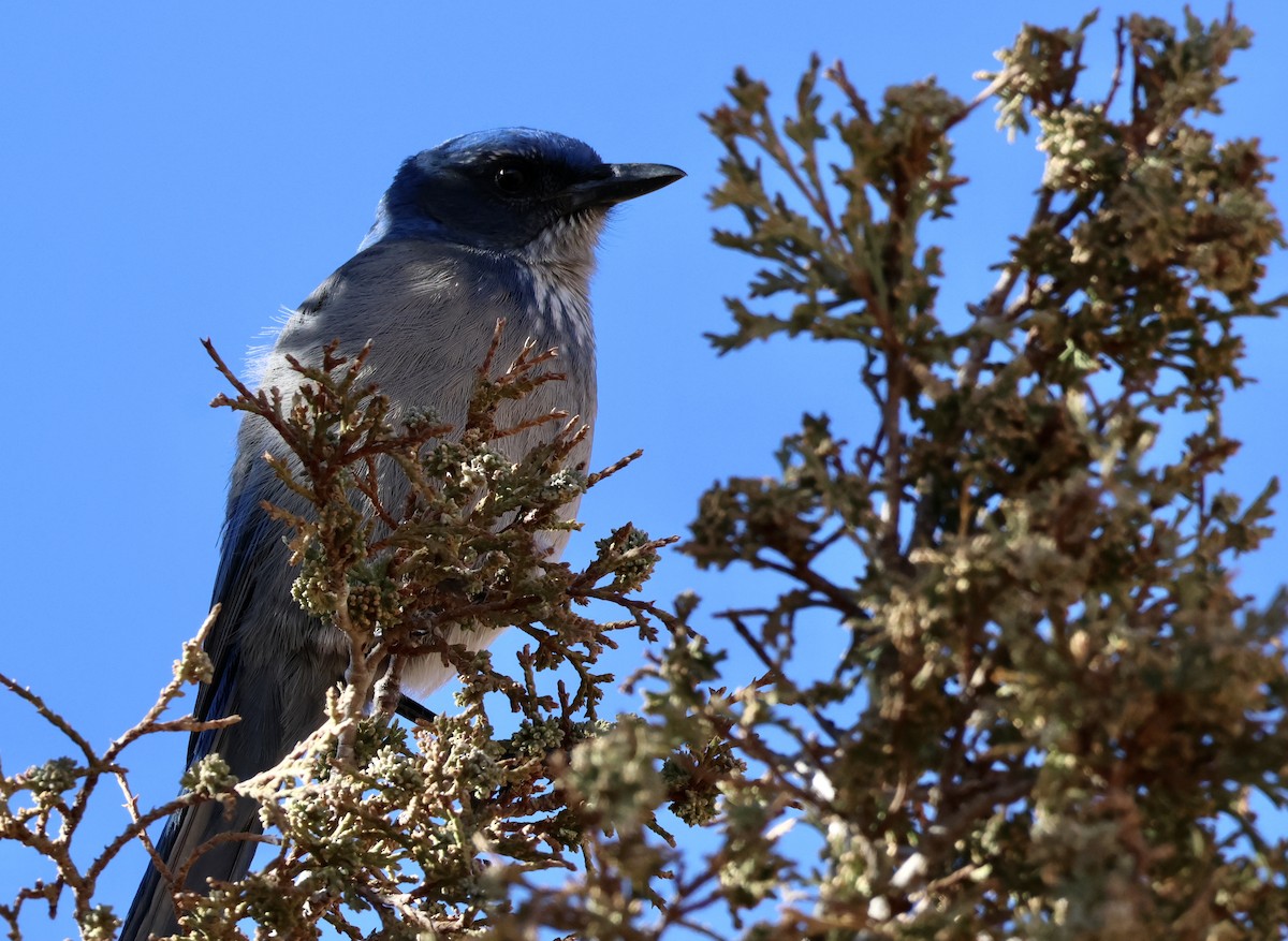 Woodhouse's Scrub-Jay - ML646256841