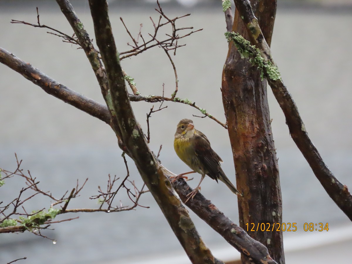 Dickcissel - ML646256843
