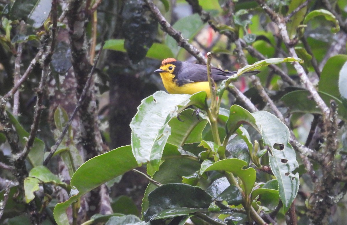 Spectacled Redstart - ML646256844