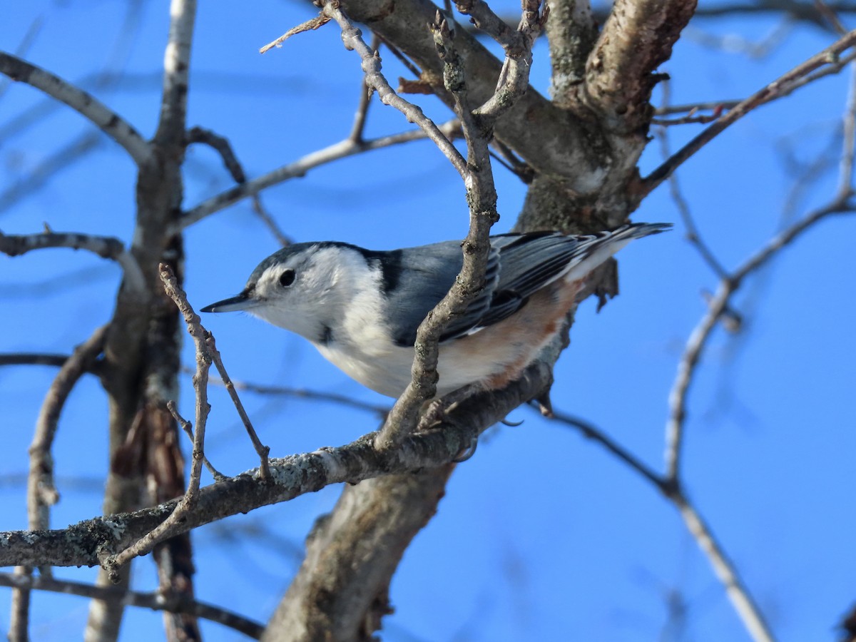 White-breasted Nuthatch - ML646256851