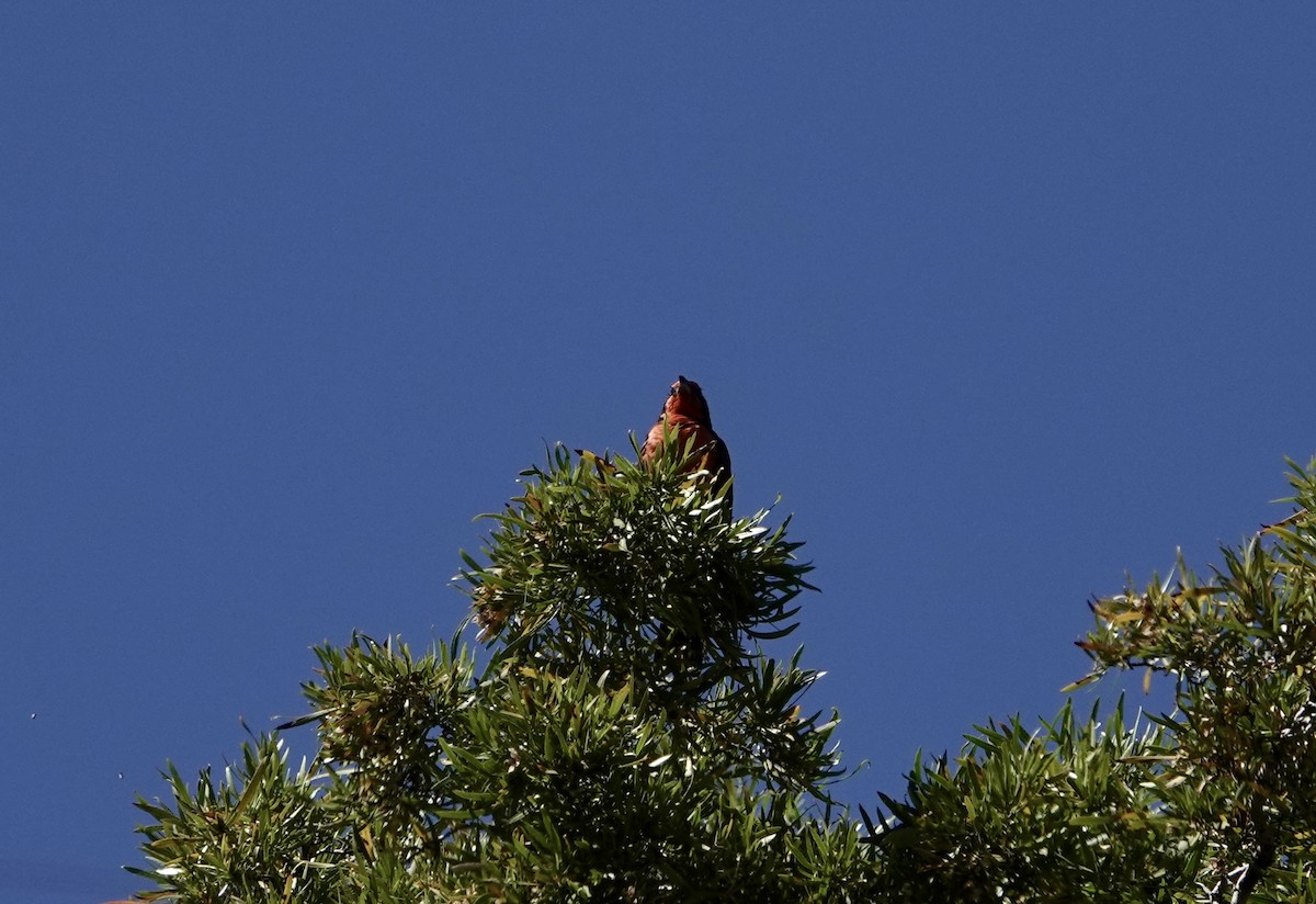 Long-tailed Meadowlark - ML646256852