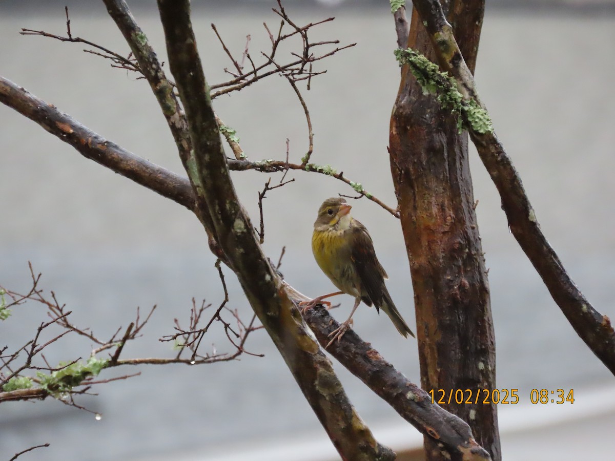 Dickcissel - ML646256853