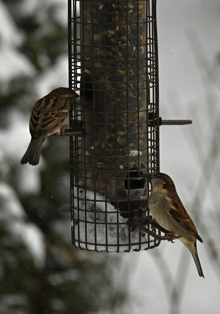 House Sparrow - ML646256864