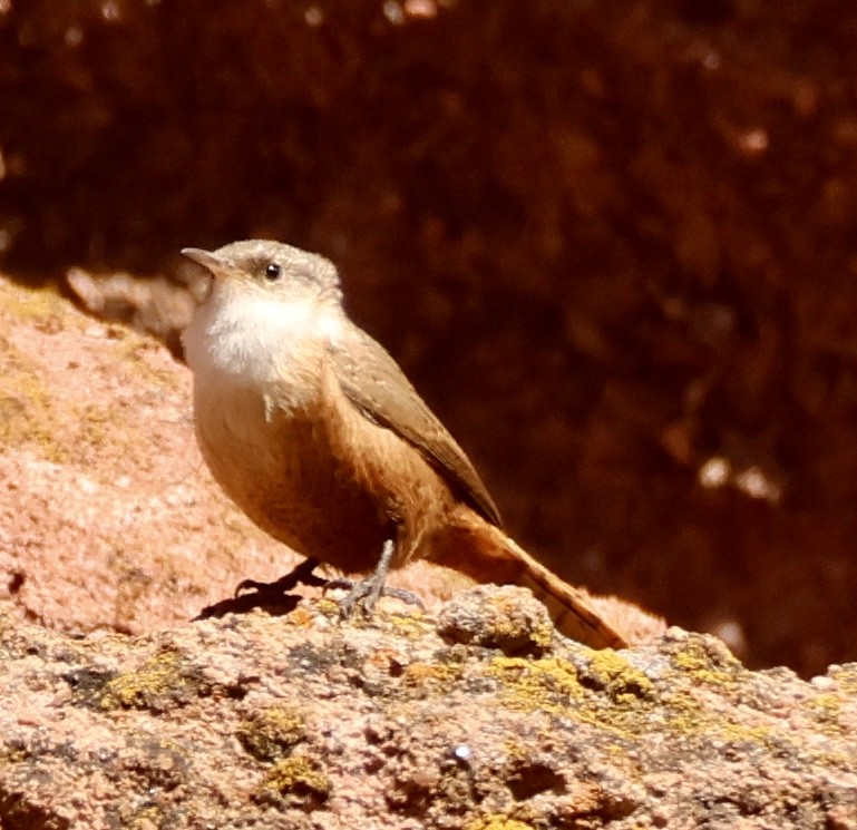 Canyon Wren - ML646256865