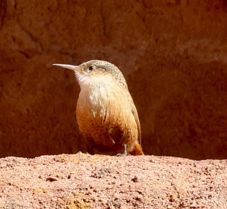 Canyon Wren - ML646256866