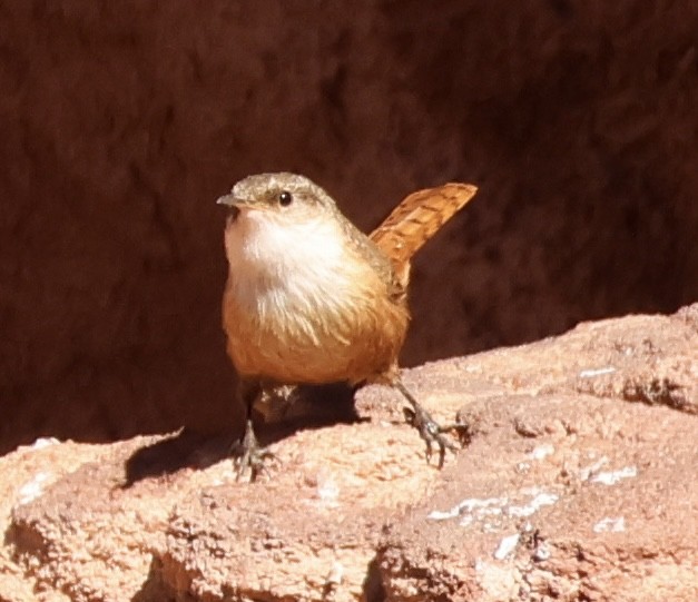 Canyon Wren - ML646256867