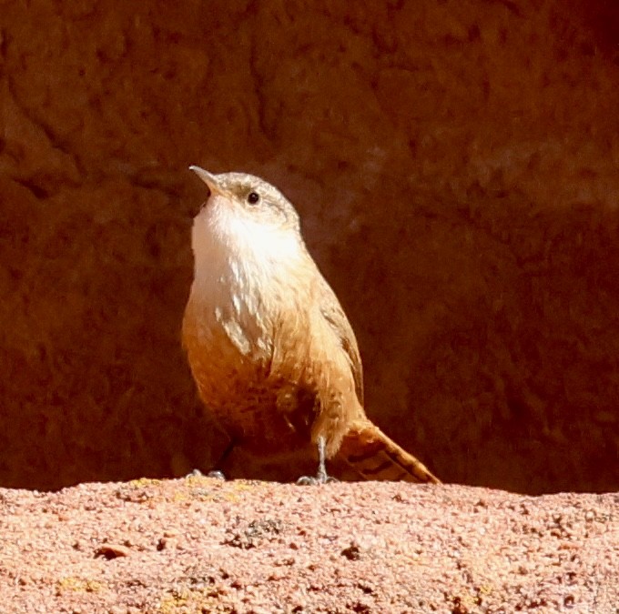 Canyon Wren - ML646256868