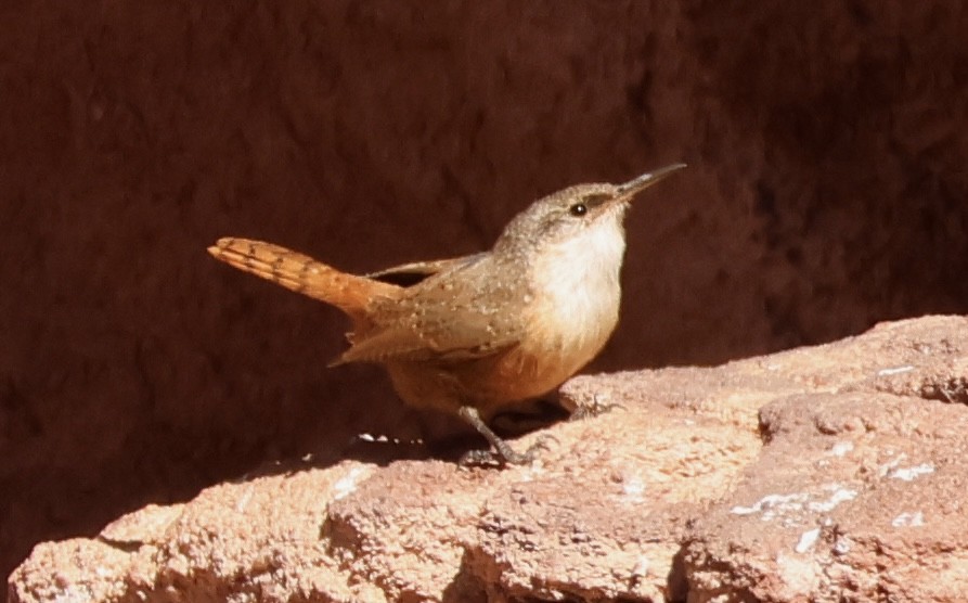 Canyon Wren - ML646256869