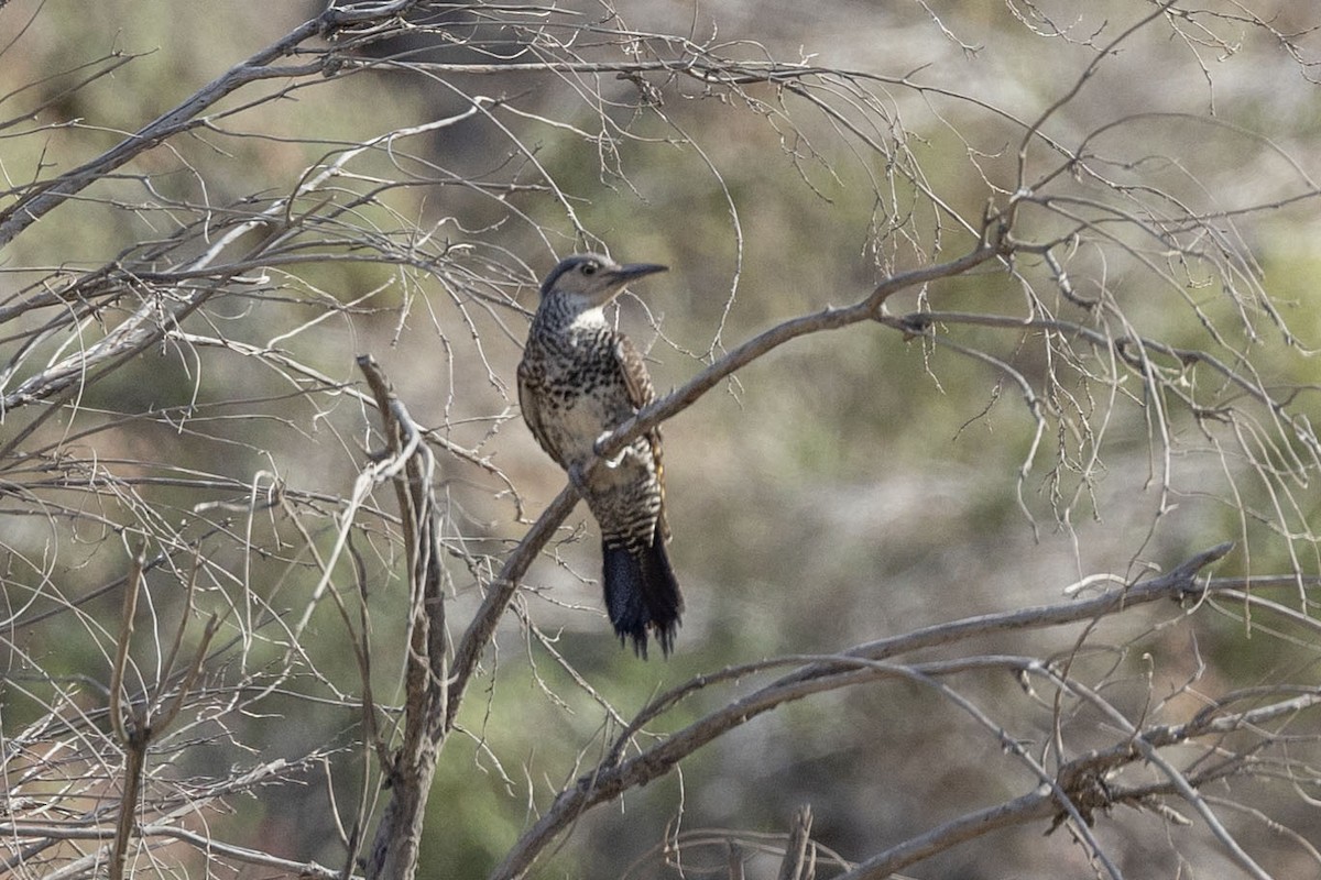 Pic du Chili - ML646256870