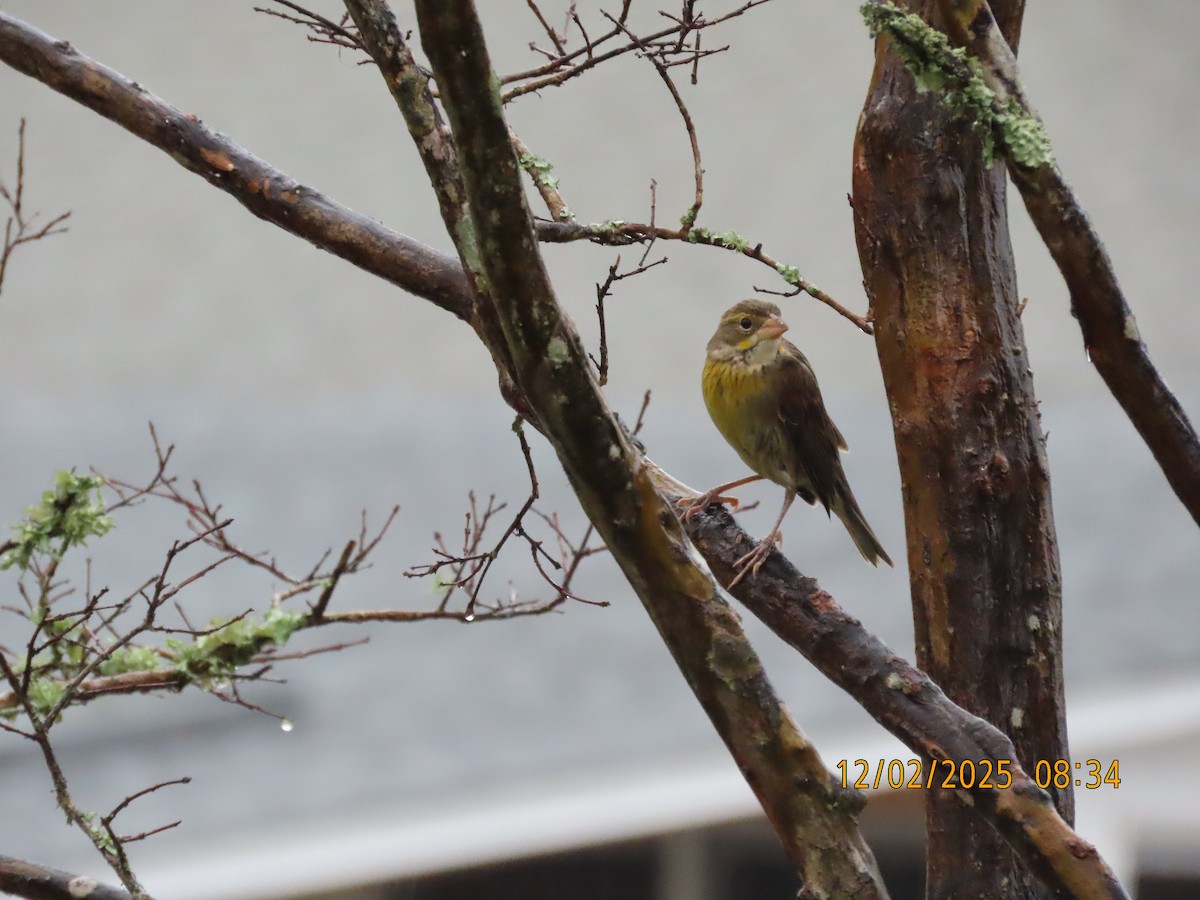 Dickcissel - ML646256872