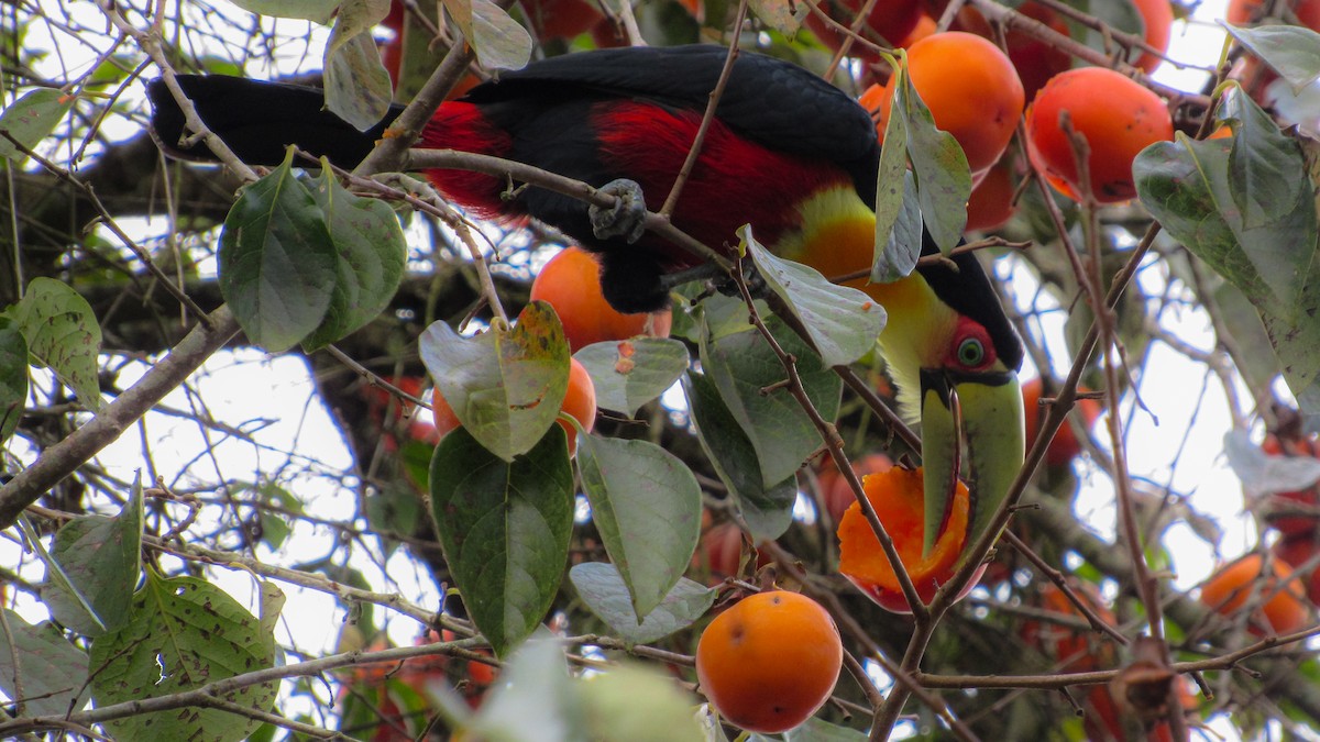 Red-breasted Toucan - ML646256873