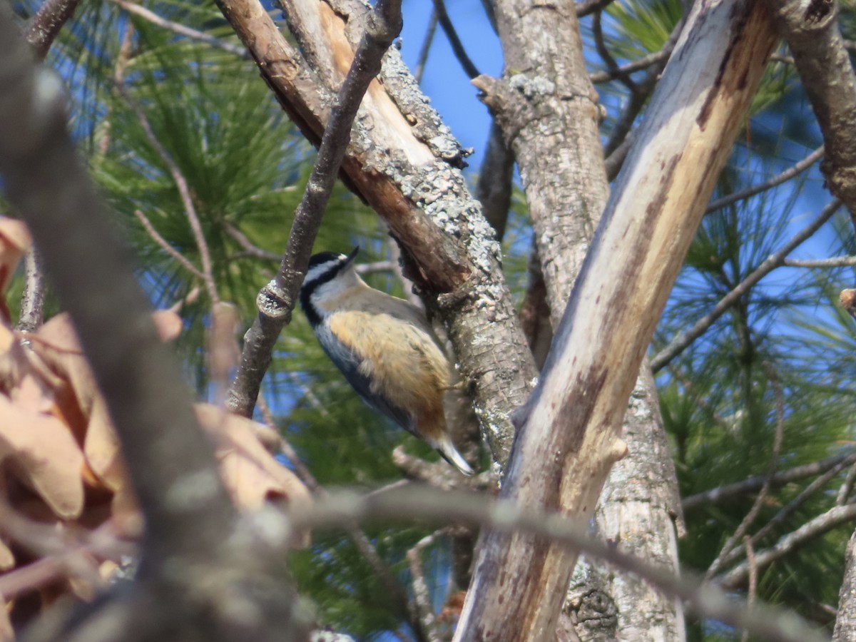 Red-breasted Nuthatch - ML646256874