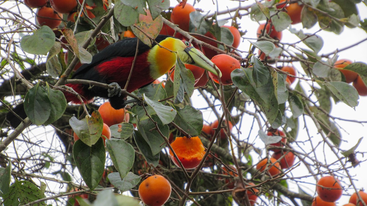 Red-breasted Toucan - ML646256877