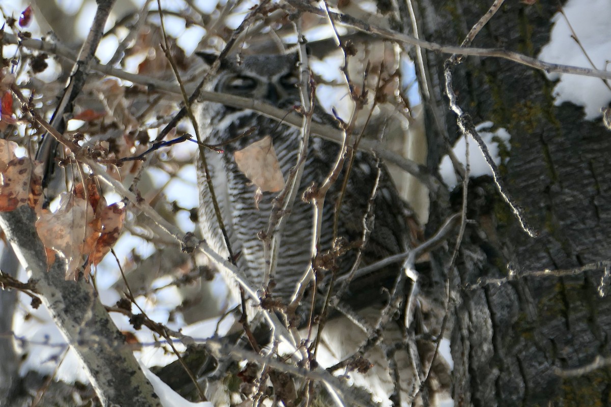 Great Horned Owl - ML646256878