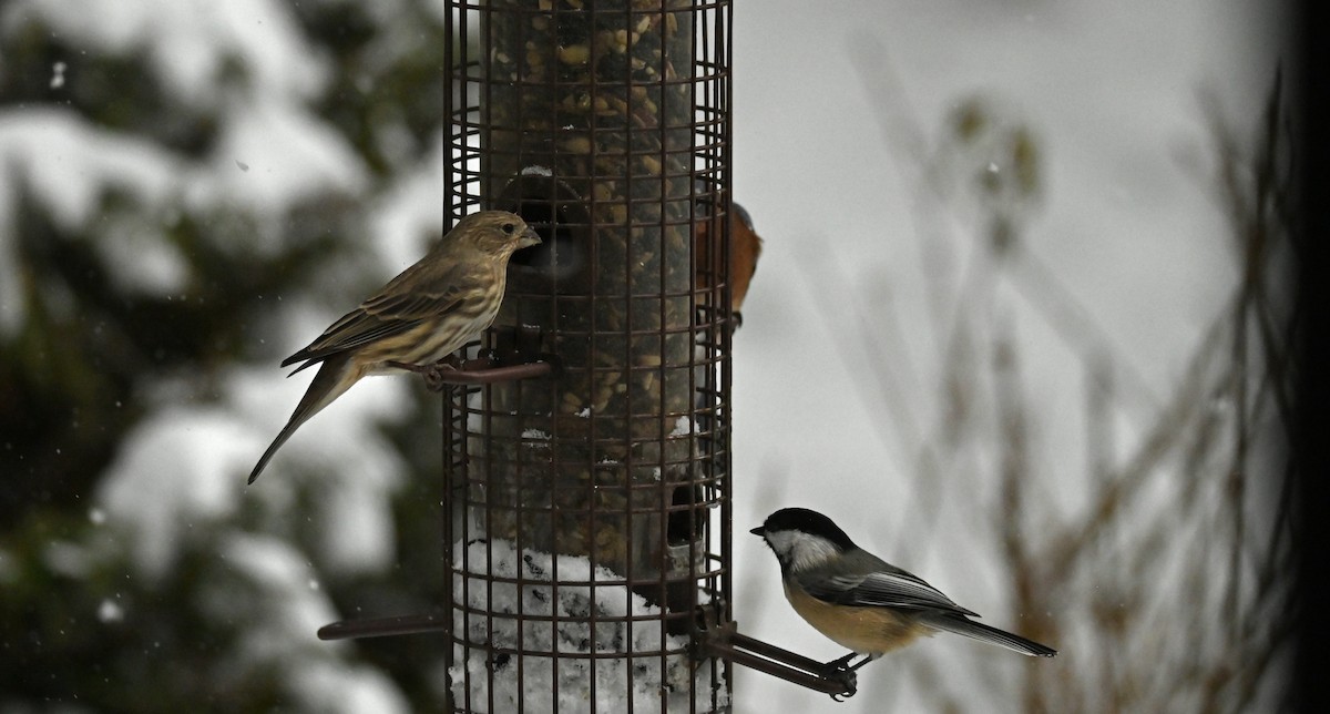 House Finch - ML646256880