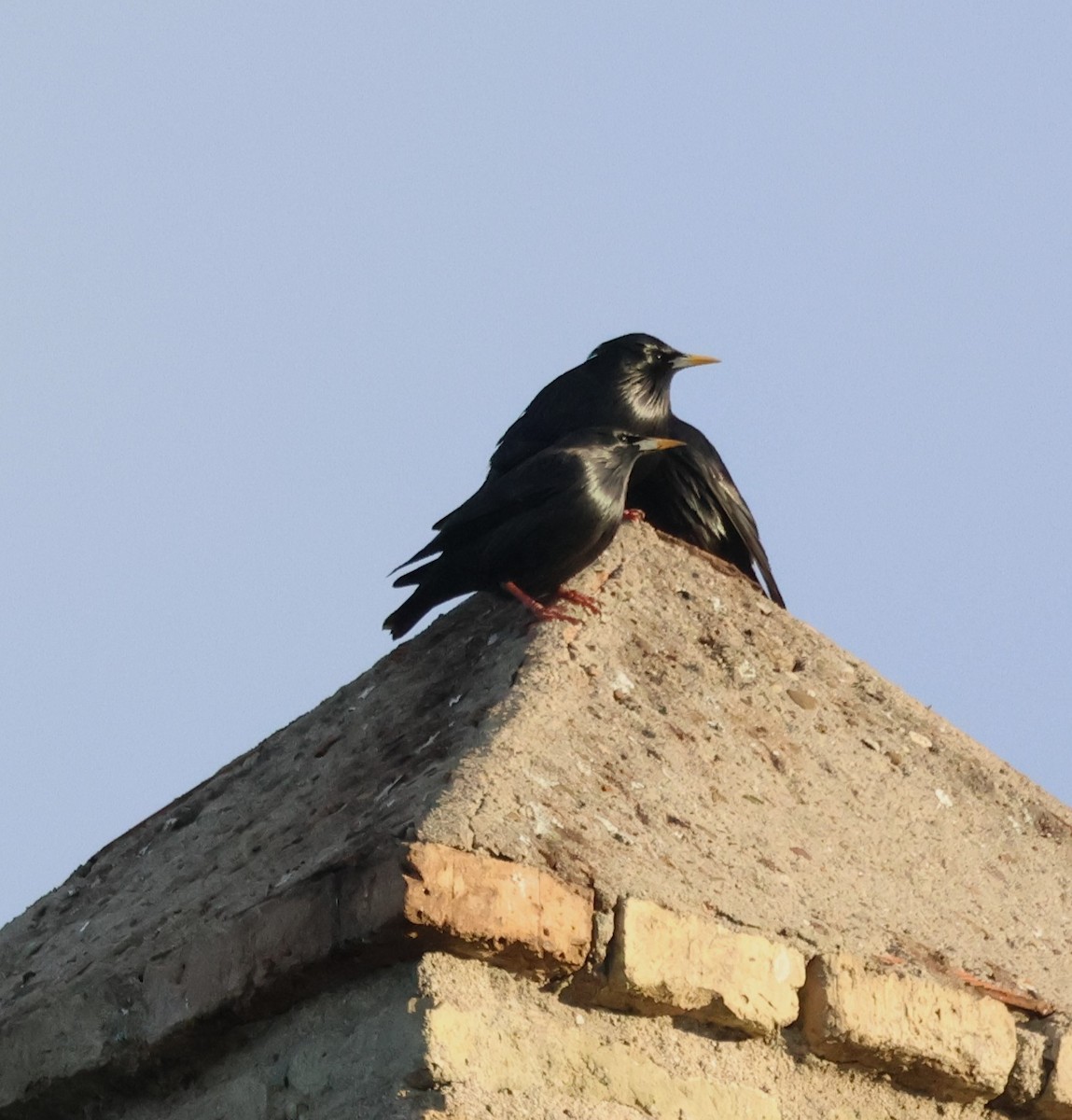 Étourneau unicolore - ML646256881