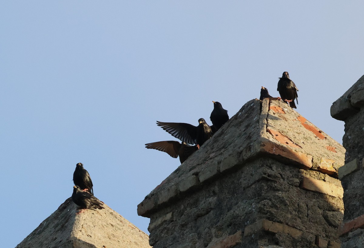 Étourneau unicolore - ML646256882