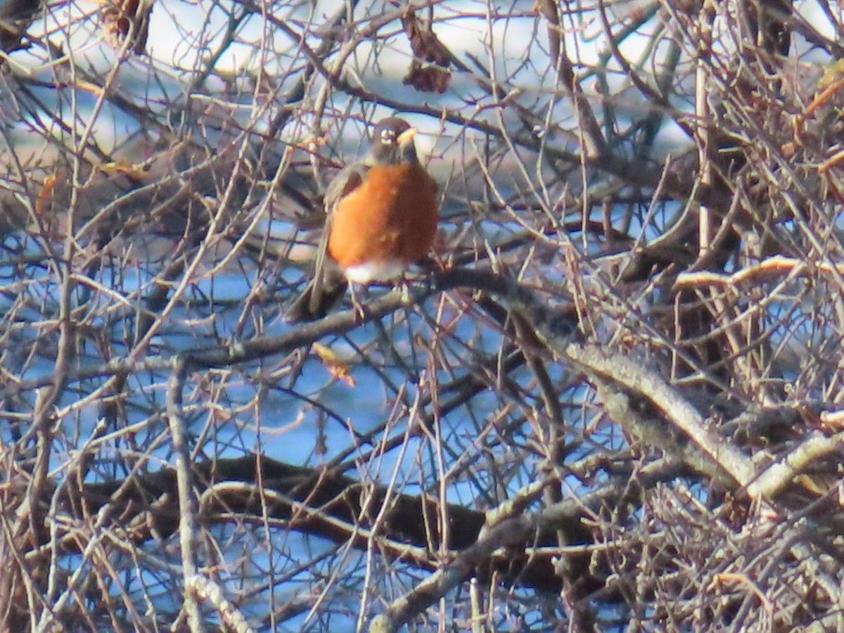 American Robin - ML646256883