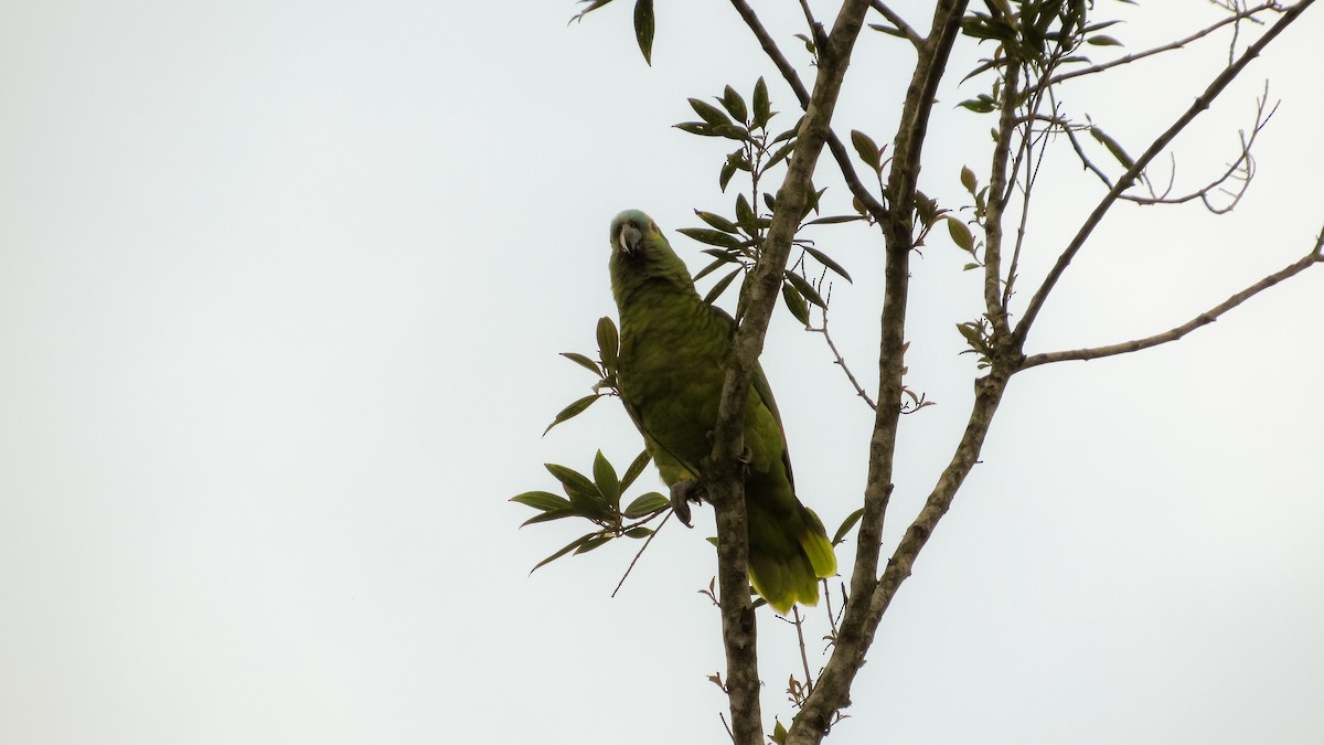 Turquoise-fronted Amazon - ML646256884