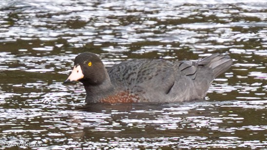 Blue Duck - ML646256889