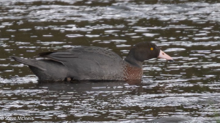 Blue Duck - ML646256890