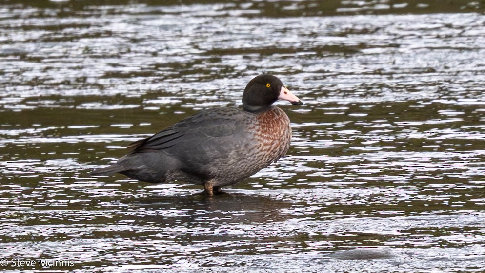 Blue Duck - ML646256891