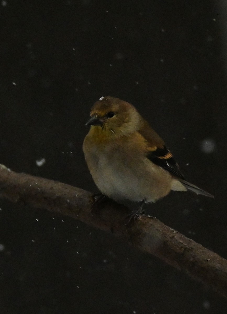 American Goldfinch - ML646256900